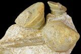 Impressive Cluster Of Ammonites, Gastropods, Belemnites #173179-8